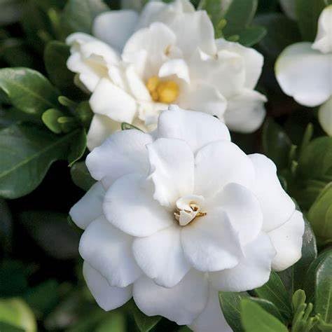 Fragrant Evergreen Shrub with Double White Blooms Live Plant 2 Gallon U467