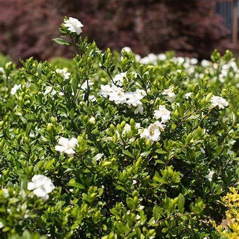 Fragrant Evergreen Shrub with Double White Blooms Live Plant 2 Gallon U467