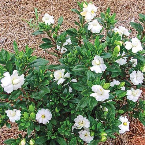 Fragrant Evergreen Shrub with Double White Blooms Live Plant 2 Gallon U467