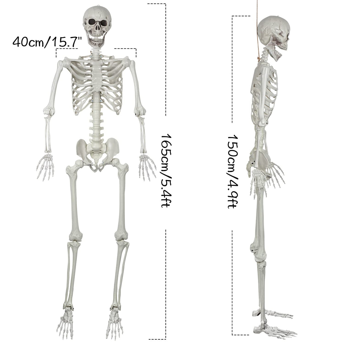 5.4ft Posable Life Size Skeleton with Movable Joints N35721